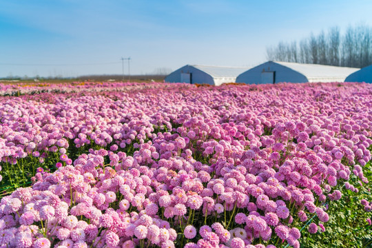大棚花卉與蔬菜種植 高效農(nóng)業(yè)的雙重路徑