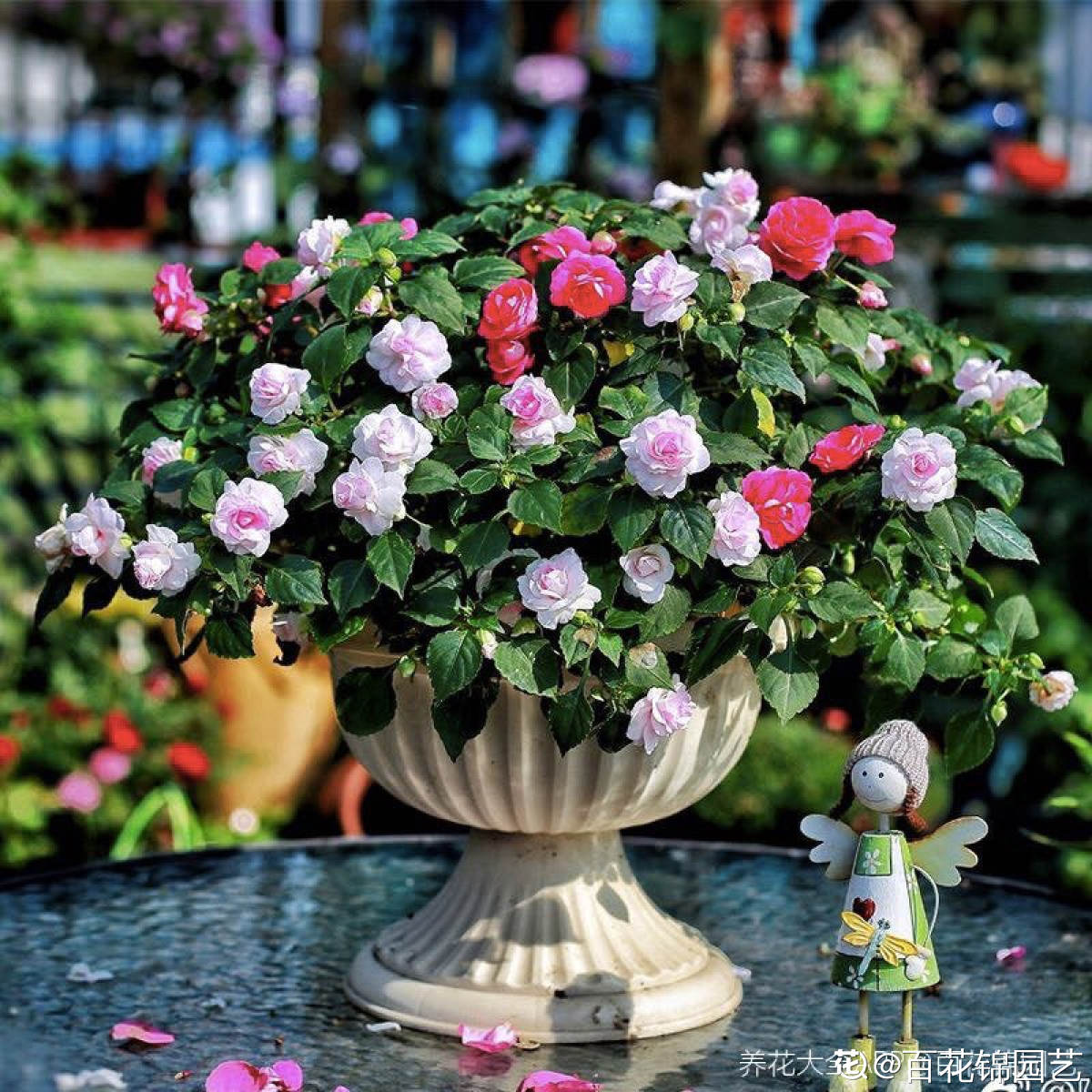 非洲鳳仙綻放北方最大花卉基地，蔬菜種植增添新亮點(diǎn)