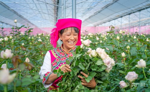 晉寧花卉產業與豆類種植 雙輪驅動下的核心競爭力提升